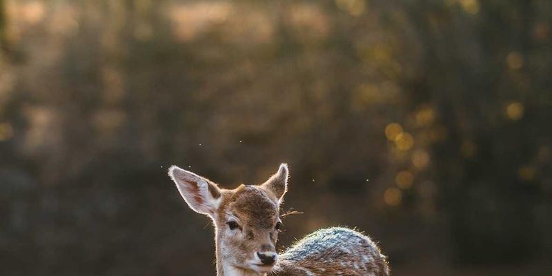 美容83：揭秘现代沙龙与SPA如何重塑你的美丽体验